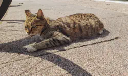 Featured image of post Discord