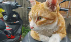 Featured image of post 試玩 LR 新出的 AI 橡皮擦