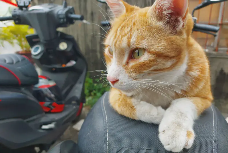 Featured image of post 試玩 LR 新出的 AI 橡皮擦