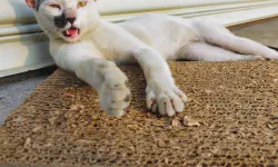 Featured image of post 美化 Ubuntu 終端機