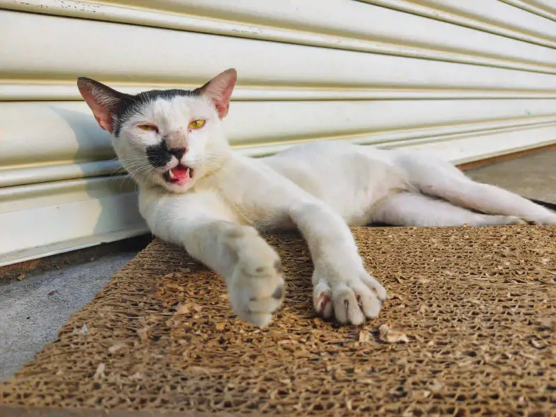 Featured image of post 美化 Ubuntu 終端機